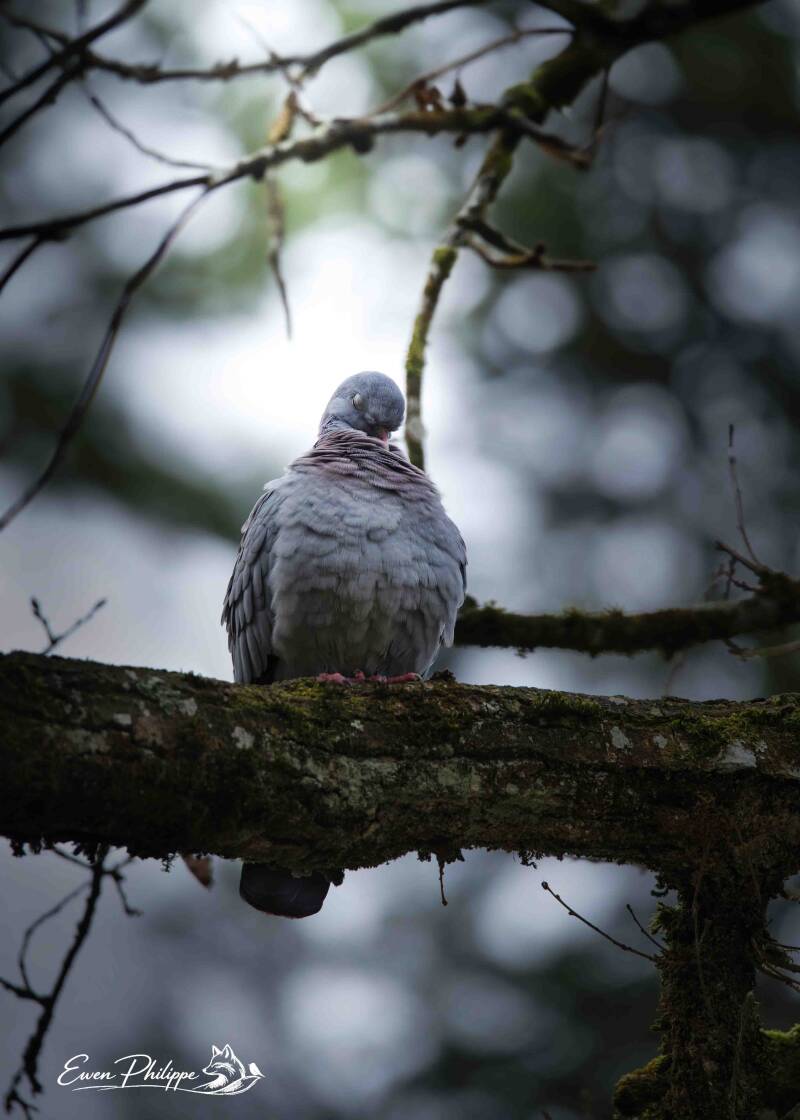 Pigeon colombin