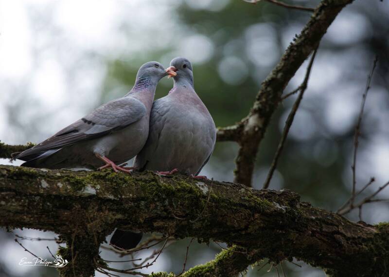 Pigeon colombin