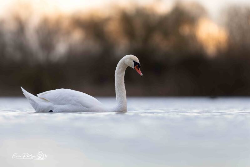 Cygne tuberculé
