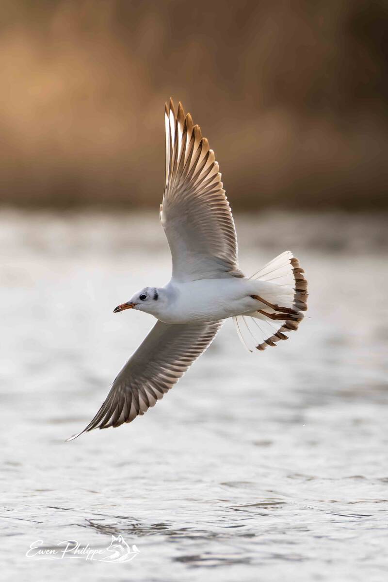 Mouette rieuse