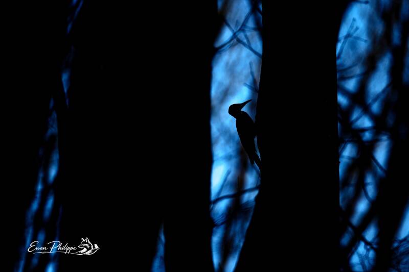 Pic noir