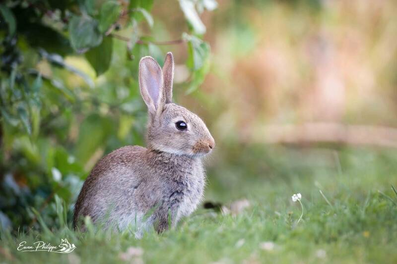 Lapin de Garenne