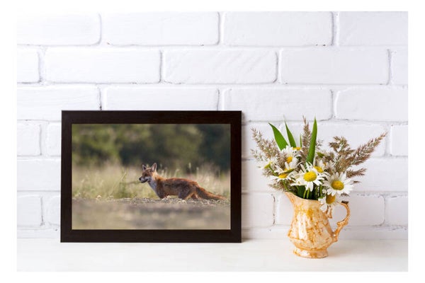 Tirage Photo Professionnel – Renard roux