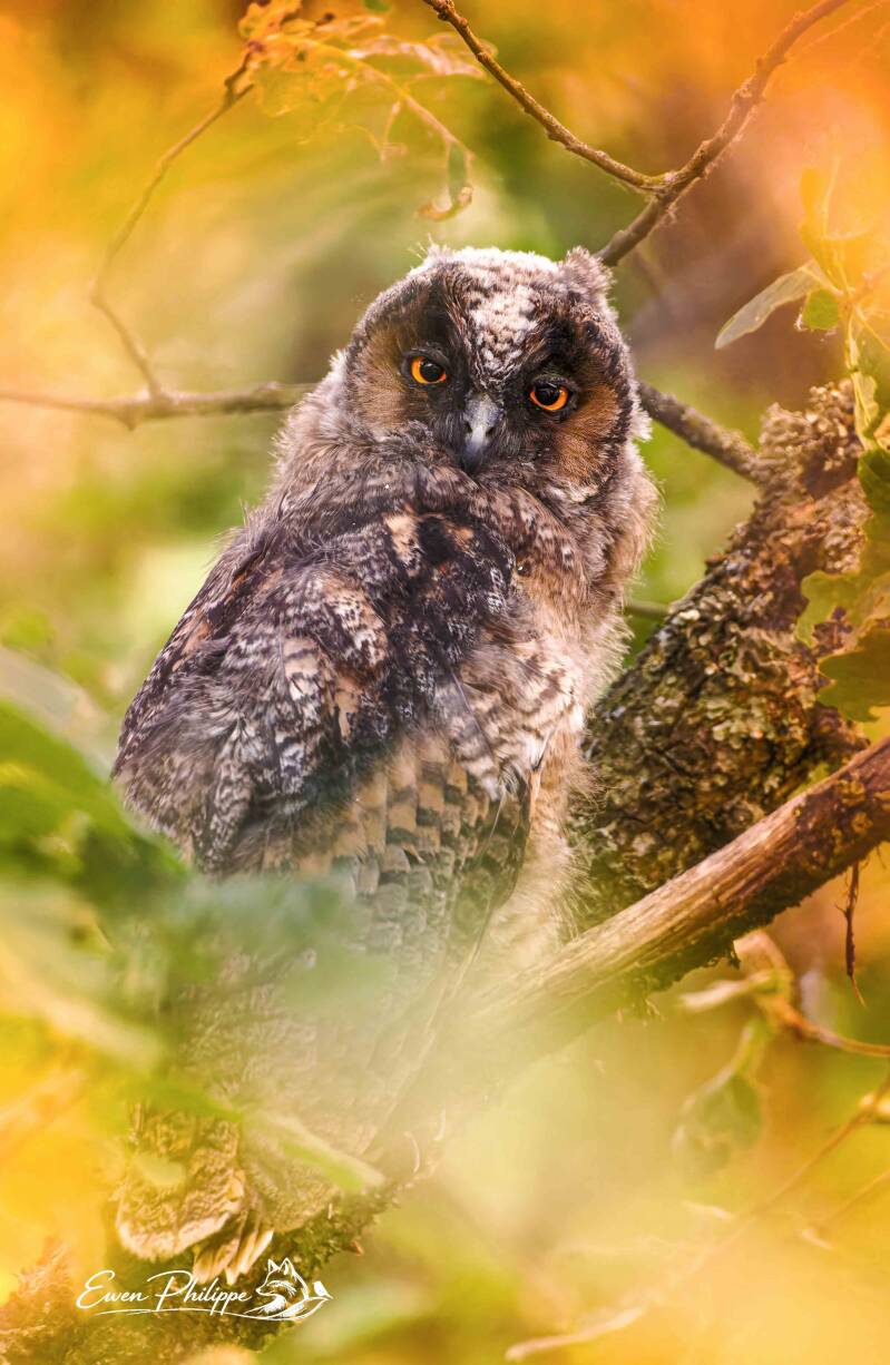 Hibou moyen-duc