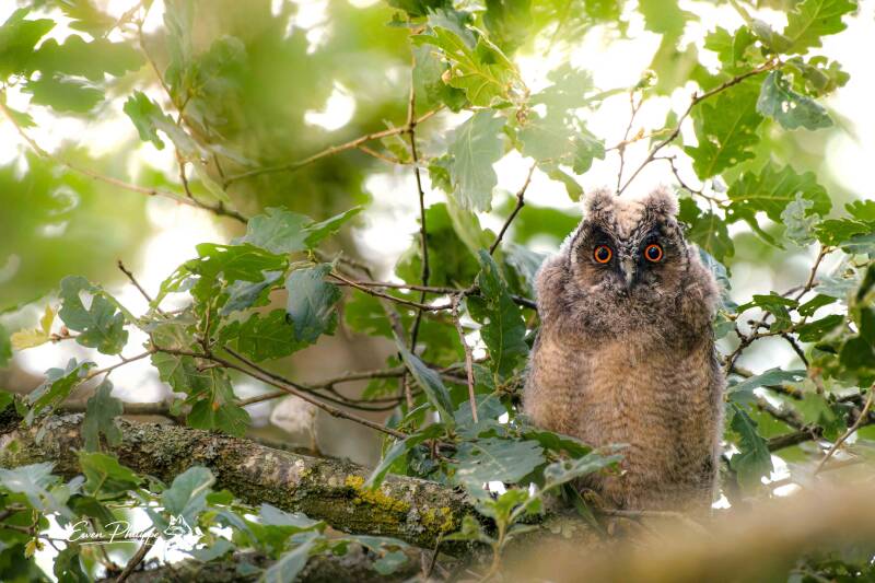 Hibou moyen-duc