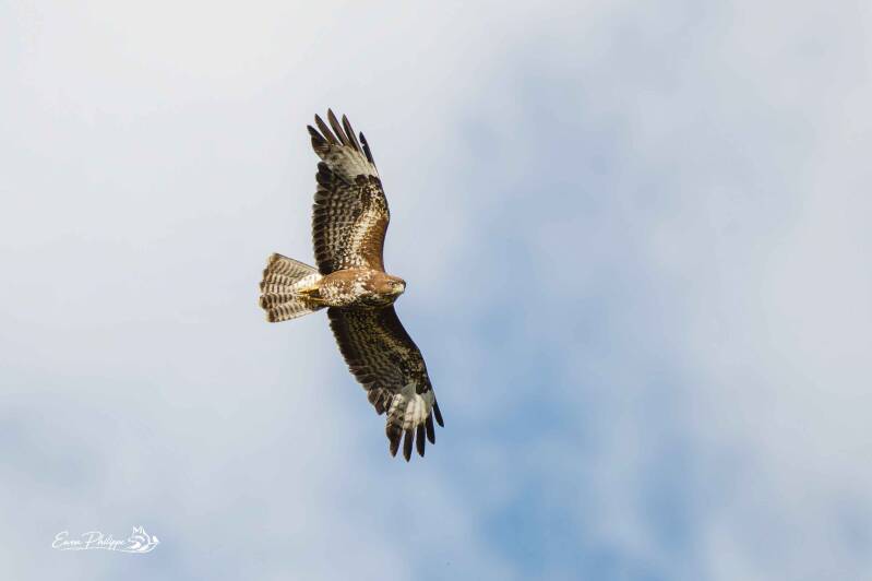 Buse variable