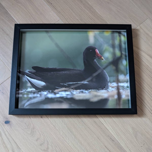 Poule d'eau - 40x30cm