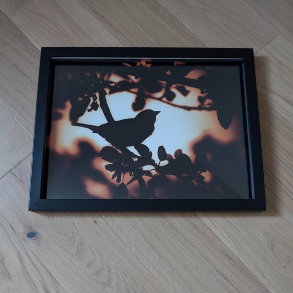 Moineau domestique - 40x30cm