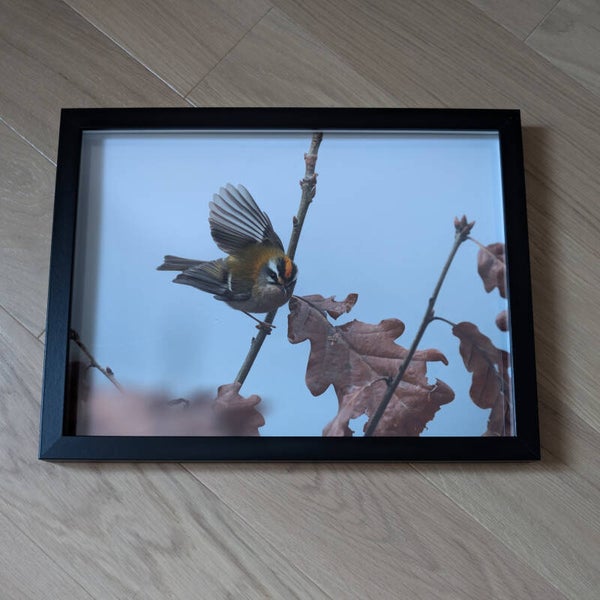 Roitelet à triple bandeau - 40x30cm