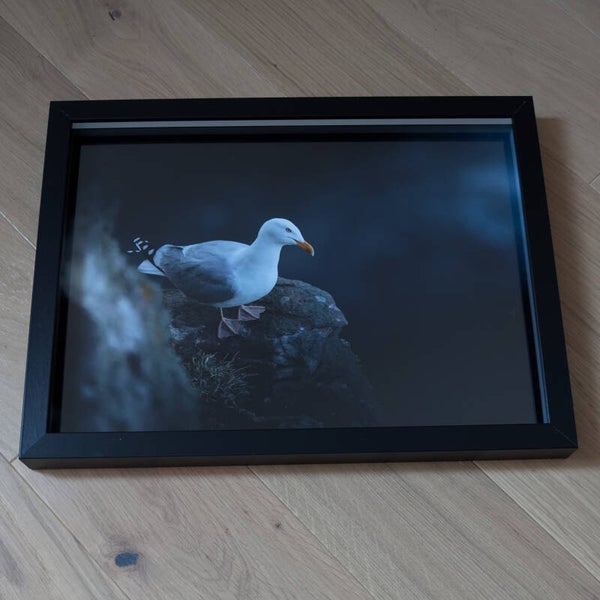 Goéland argenté - 40x30cm