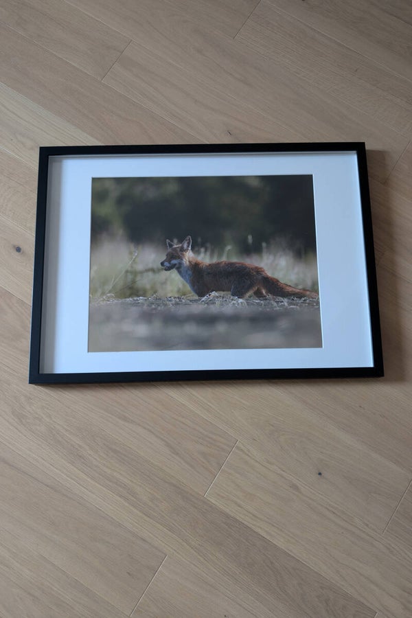 Renard roux - 60x40cm