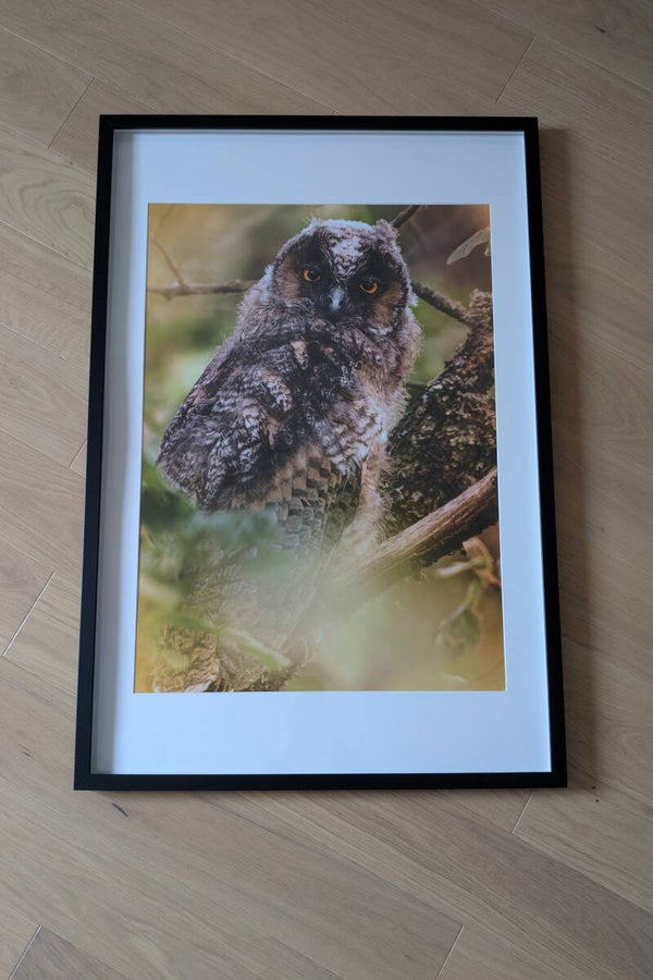 Hibou moyen duc - 90x60cm