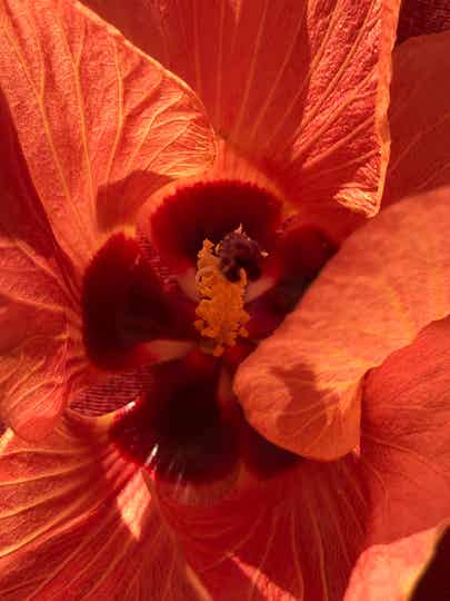 Blooms