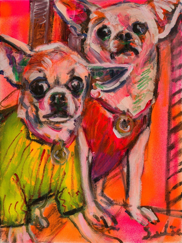 Chihuahua hondjes