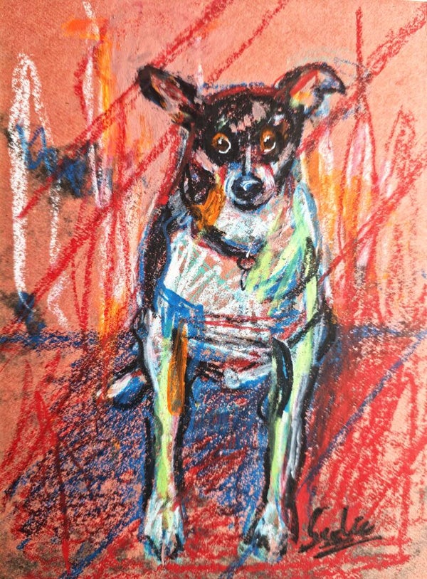 Hond, vuilnisbakkie