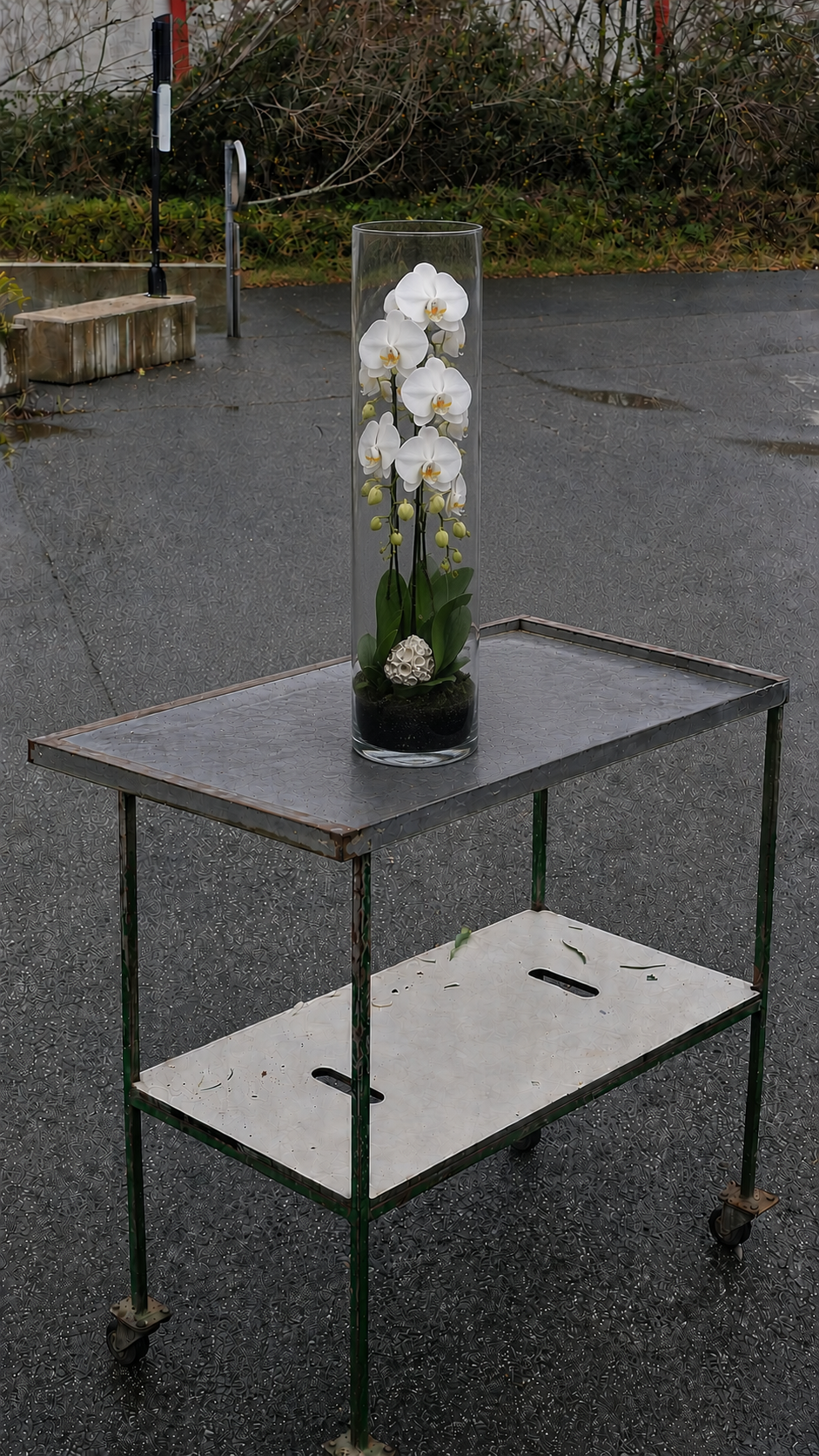 [Phaleno en vase]