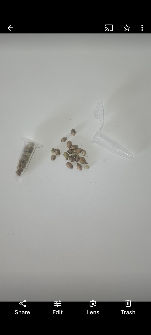 Marijuana SEEDS