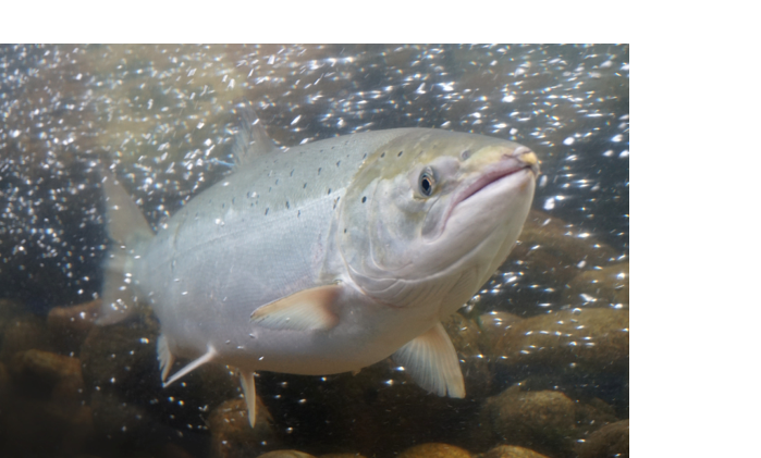 Landbased Salmon Production