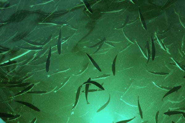 RAS Basic – 2-Day Course