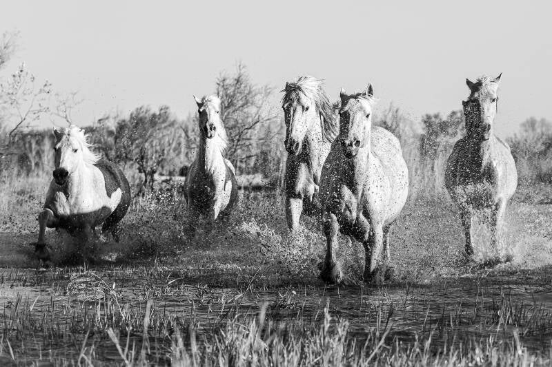 Chevaux de Camargue