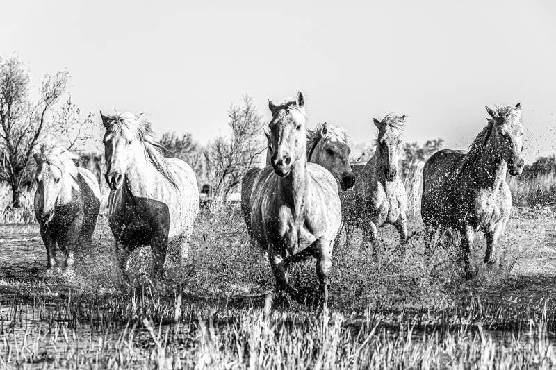 Chevaux de Camargue