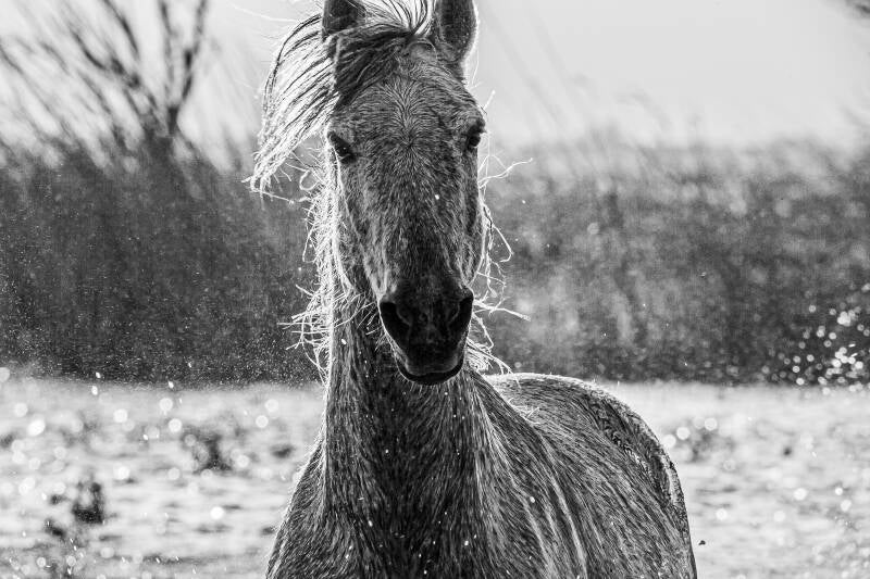 Chevaux de Camargue
