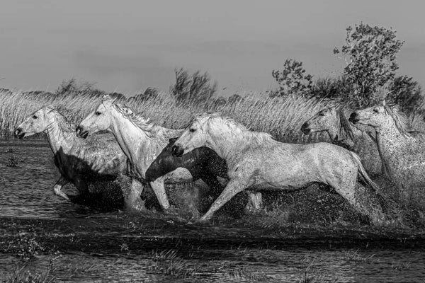 Chevaux de Camargue