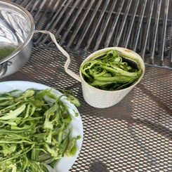 jalapeno-15-standard.jpg