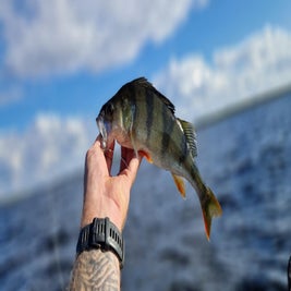 bait7001-standard.jpg