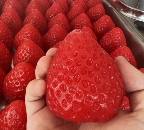 Strawberry Squishy