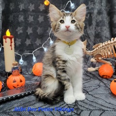 20250927_183351-standard.jpg
