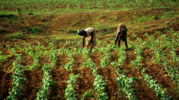 Don projet agriculture