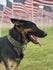 pnwexecutivek9.com