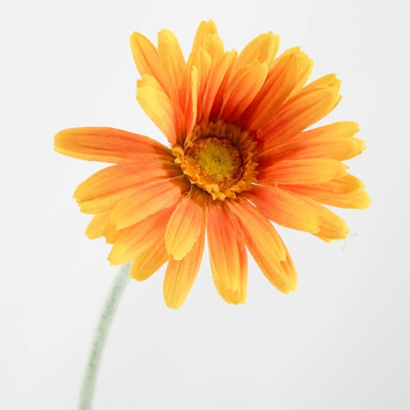 Zijde kunstbloem Gerbera 60cm oranje