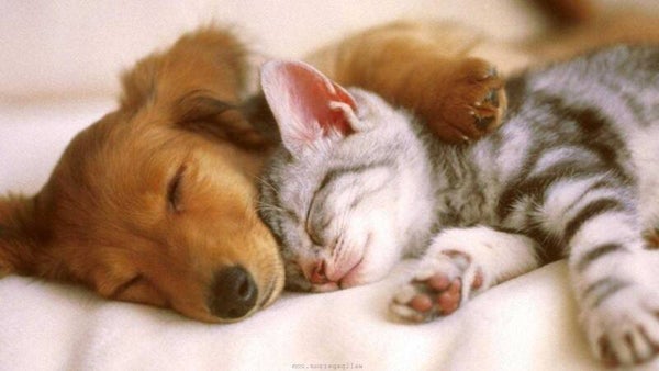 Cutie Paws