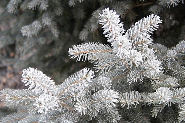 Frosted Spruce