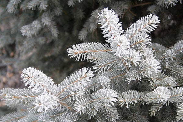 Frosted Spruce