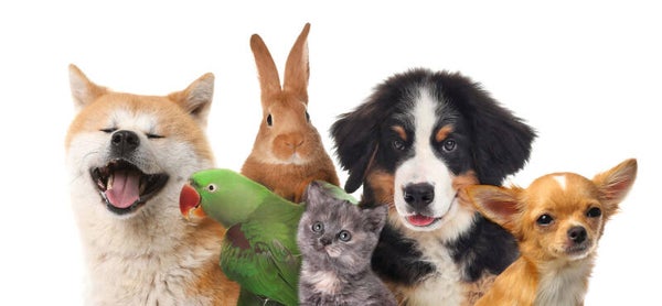 Fresh Furry Friends Odouraze