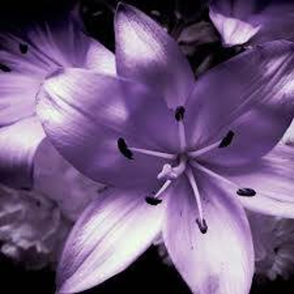 Leonora Moonlight Lily