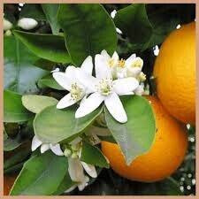 Neroli & Ylang Ylang