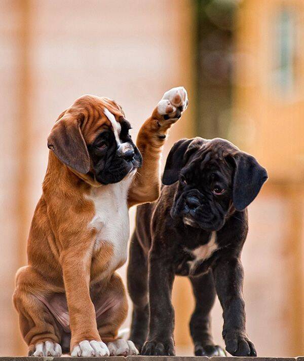 Perfect Pooch