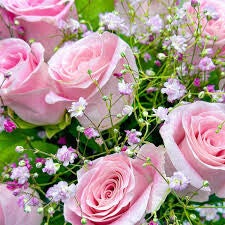 Rose Royale