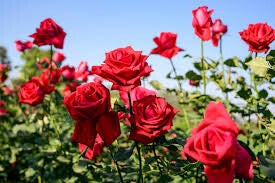 Rose Oud