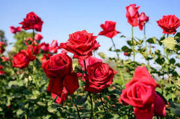 Rose Oud