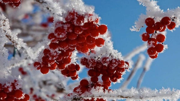 Winter Berries