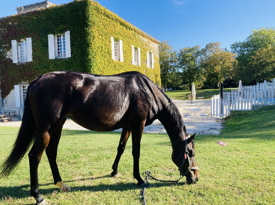 cheval dans un pré de l'écurie équinox a brie sur mortagne