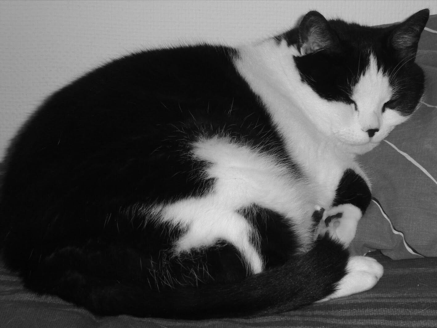 Poes Doerak belichaamt de perfecte balans tussen Yin en Yang, wat zorgt voor energetische bescherming, diepe vrede en emotionele balans in de leefruimte.  