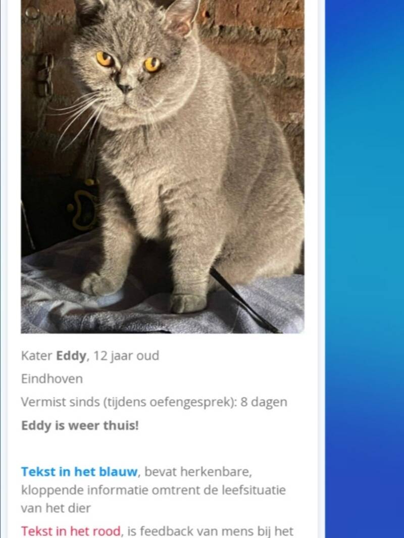 vermiste kat 1