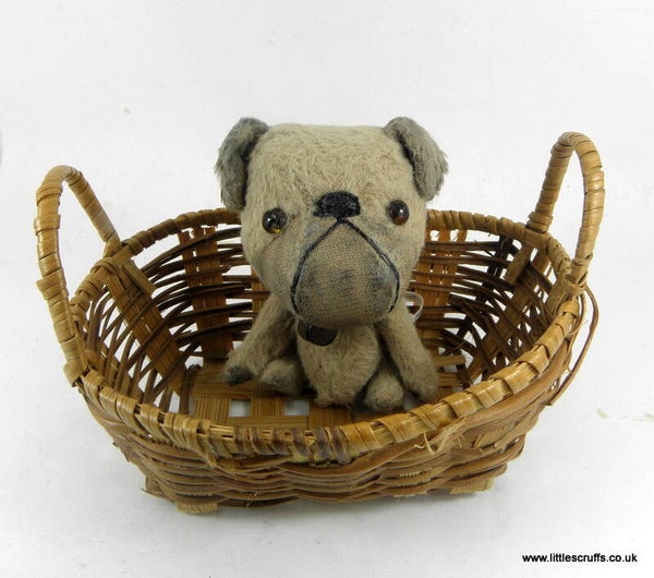 Button, a feisty little dog