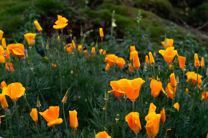 photographie, nature, Inde, India, couleur, reportages